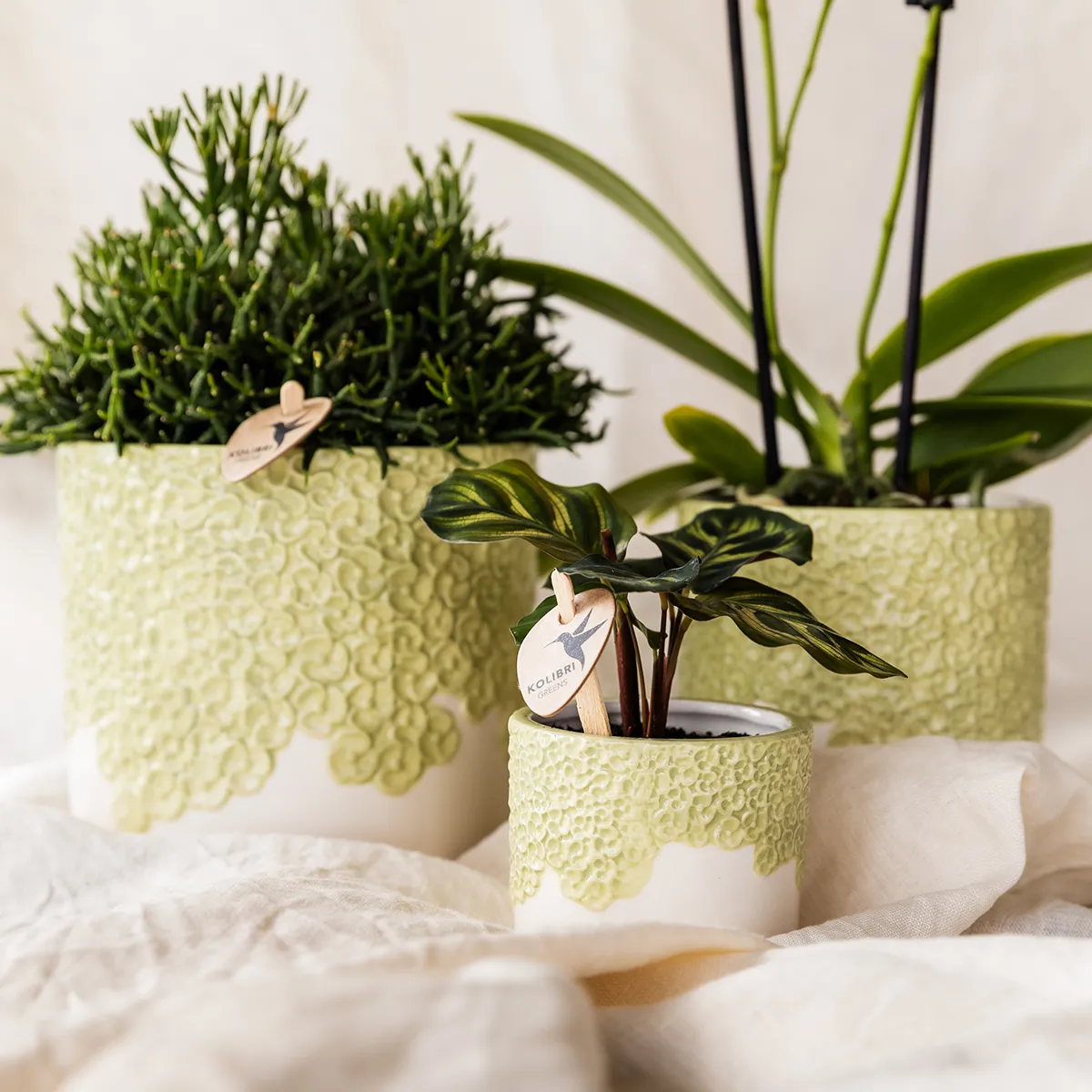 Plant and Stories Albenga orchidée jaune coffret 9 cm