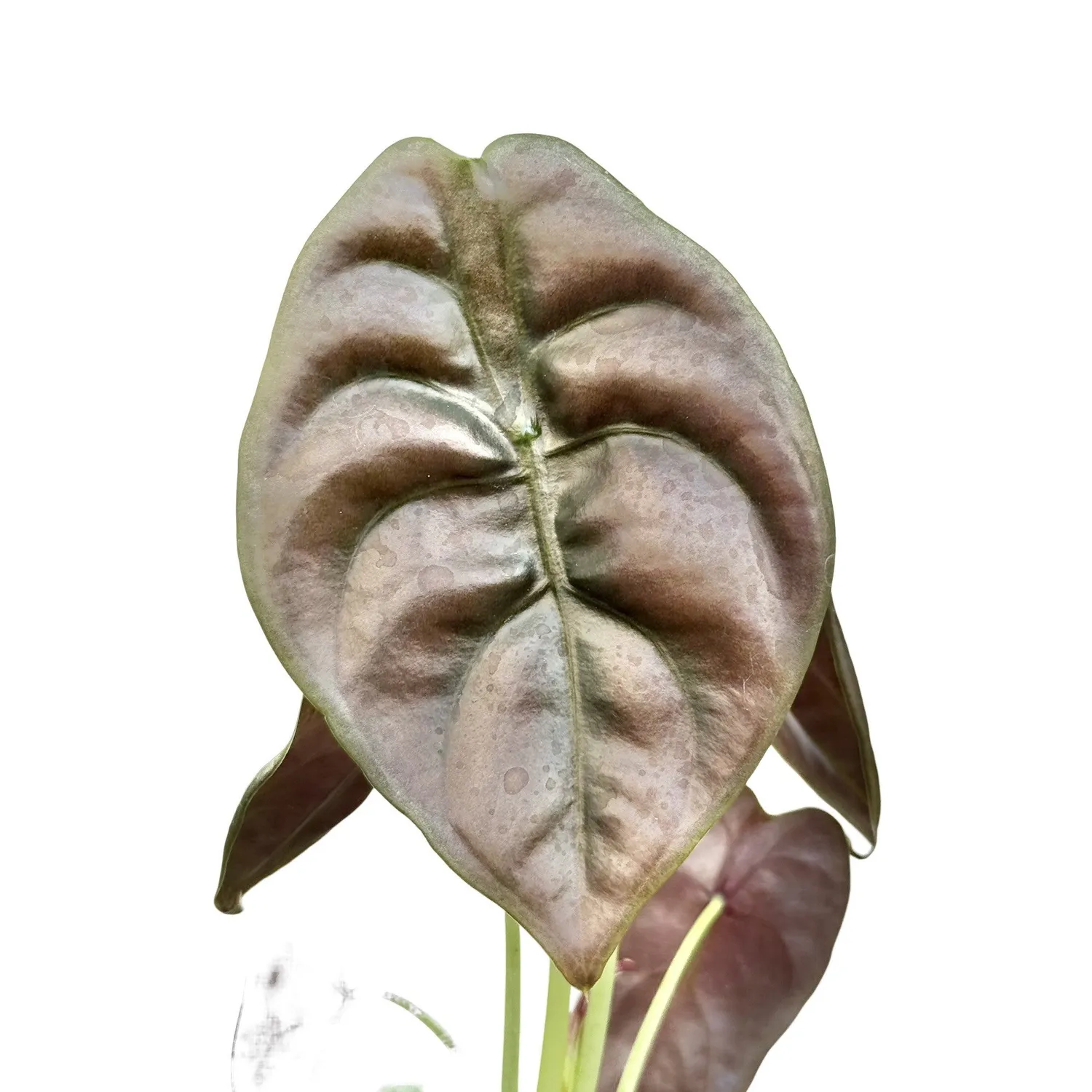 Plant and Stories Cuprea Red Secret alocasia cuivrée pot 9 cm