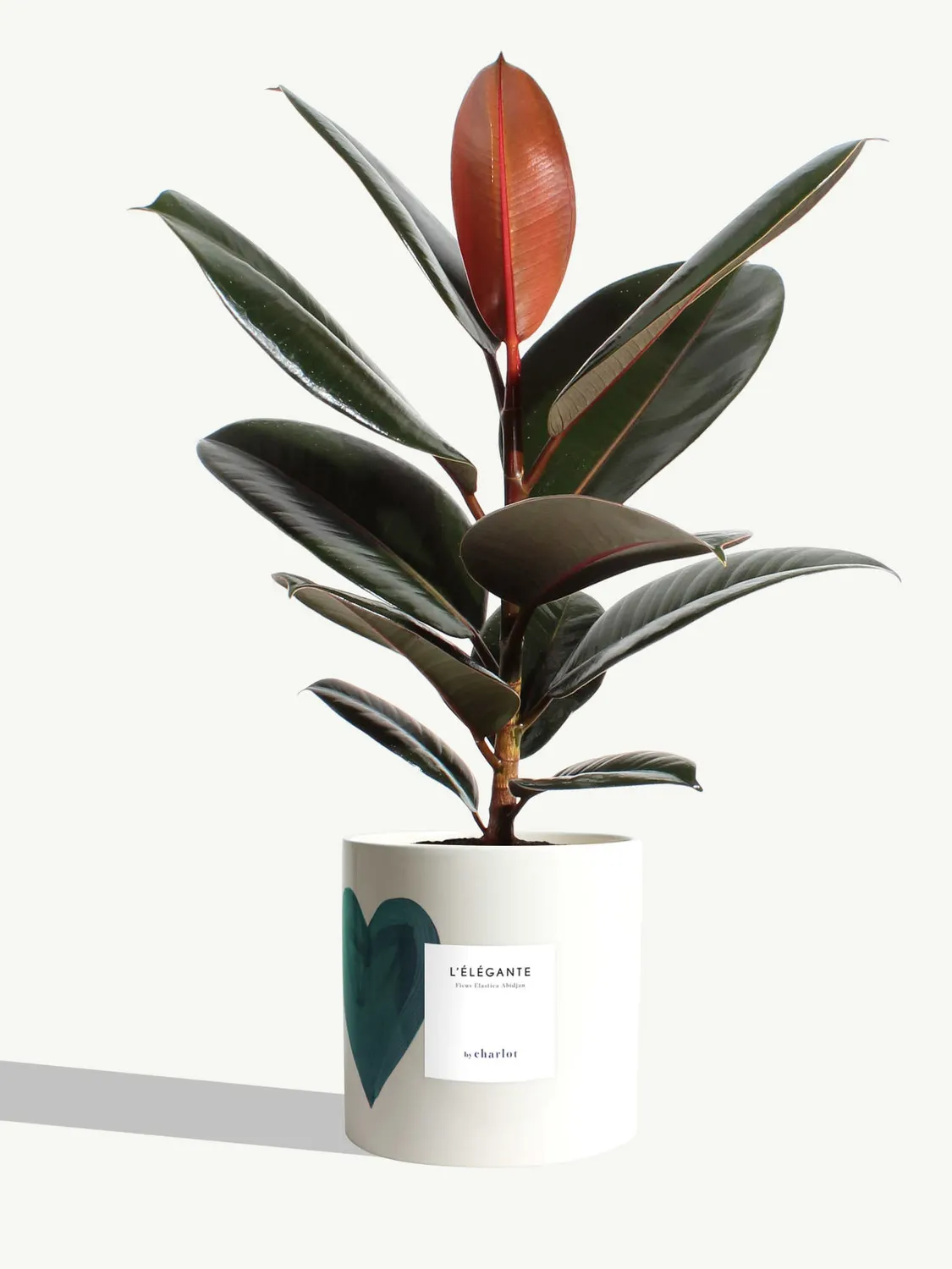 By Charlot L'Élégante plante pot M ficus abidjan