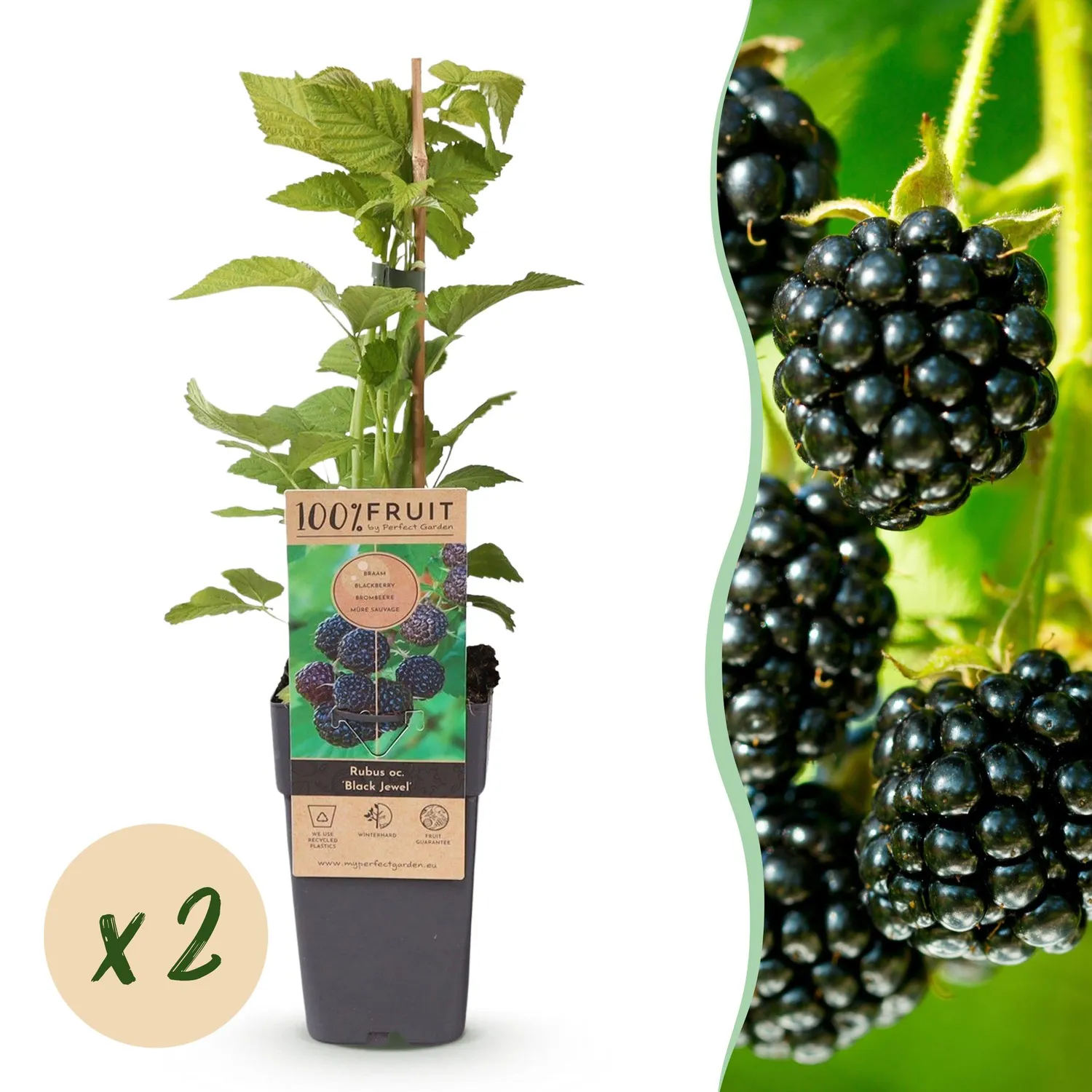 Plant and Stories Mûre Black Jewel ronce fruitière lot de 2 sucrée