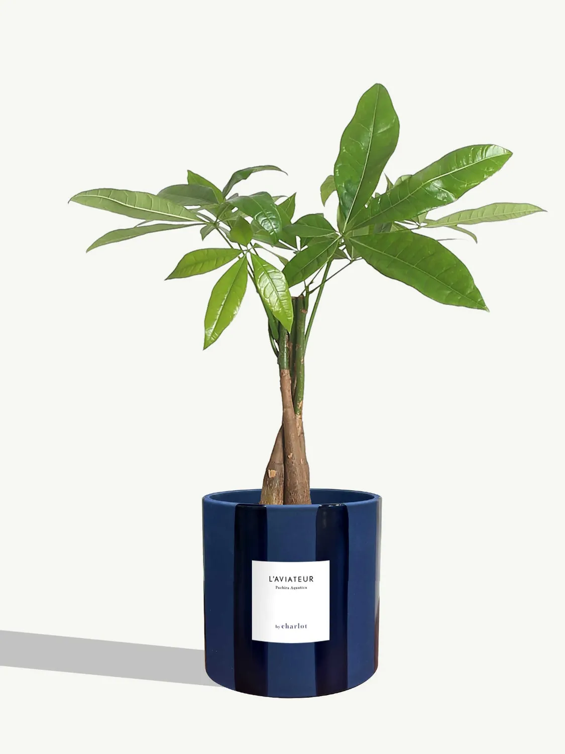 By Charlot L'Aviateur plante anthurium clarinervium 14 cm