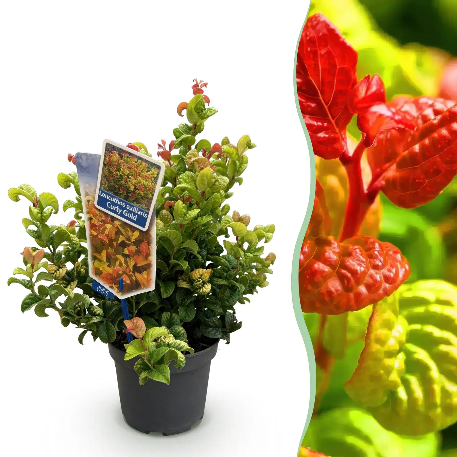 Plant and Stories Leucothoé Curly Gold arbuste 1 plant persistant