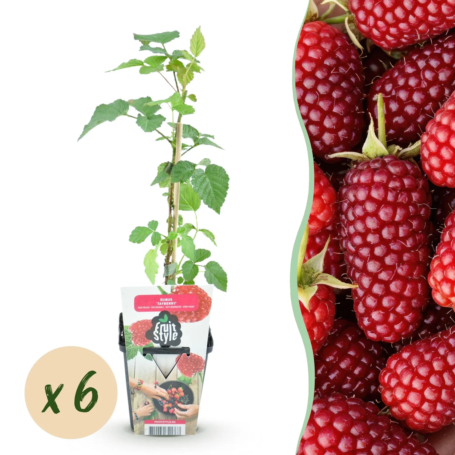 PLANT AND STORIES Mûre Tayberry fruitier lot 3 pot 9 cm