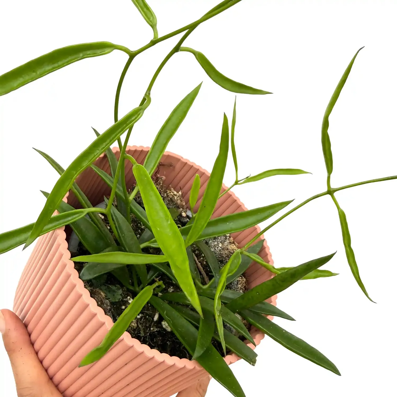 Plant and Stories Hoya Longifolia plante pot 12 cm retombante