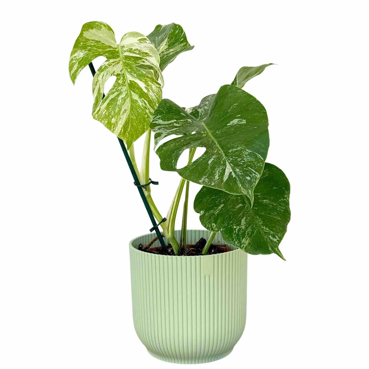 Plant and Stories Monstera Variegata plante pot 15 cm panachée