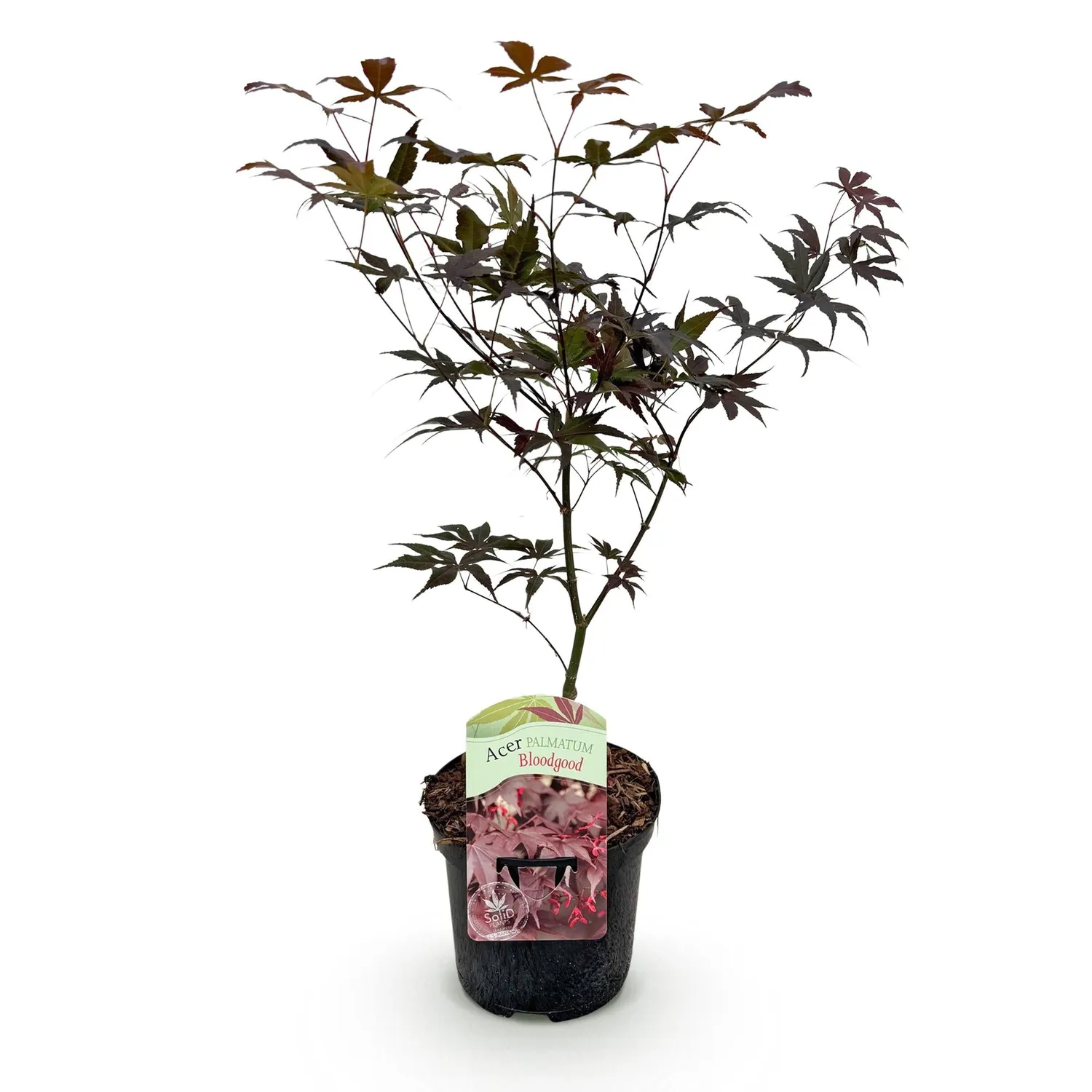 Plant and Stories Bloodgood érable du Japon 70 cm pot 19 cm rouge