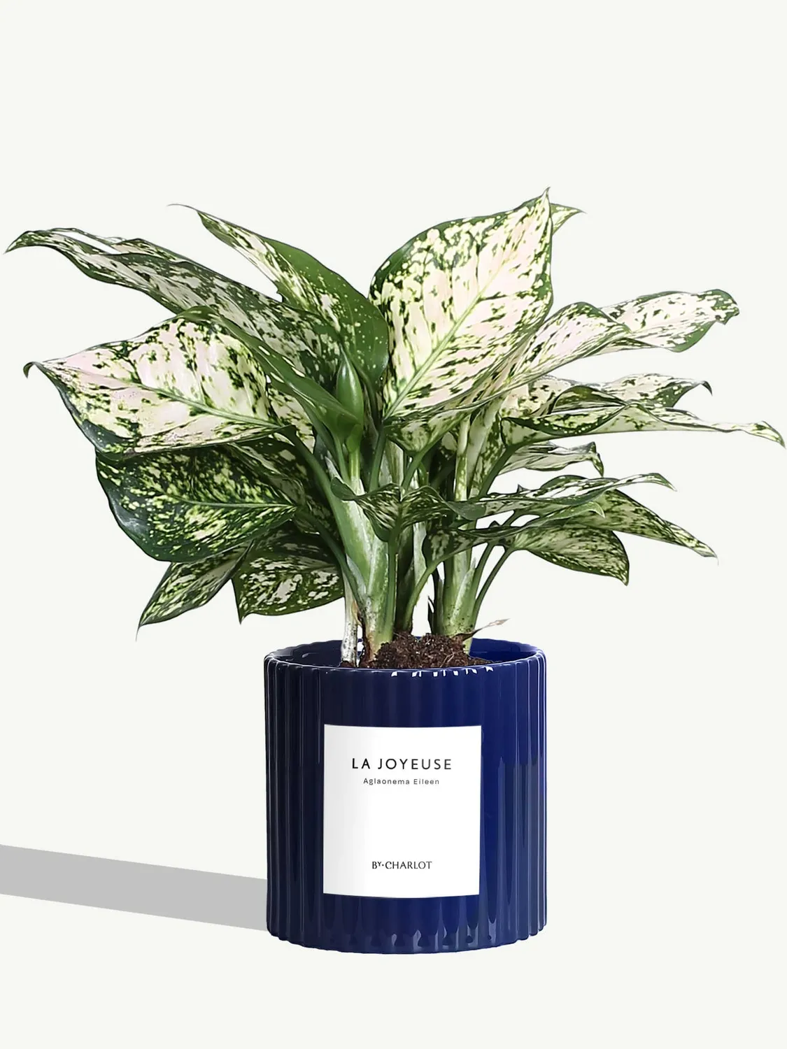 By Charlot plante La Joyeuse plante verte