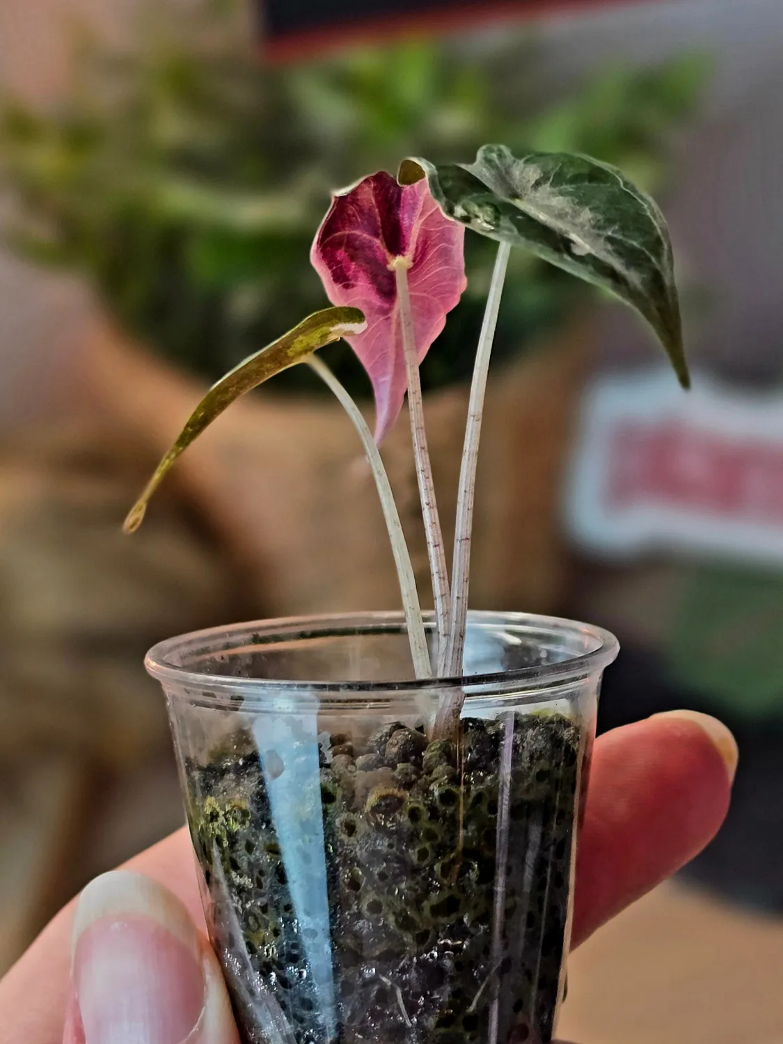 plant.ess Alocasia Nobilis Pink plante 3 feuilles rose