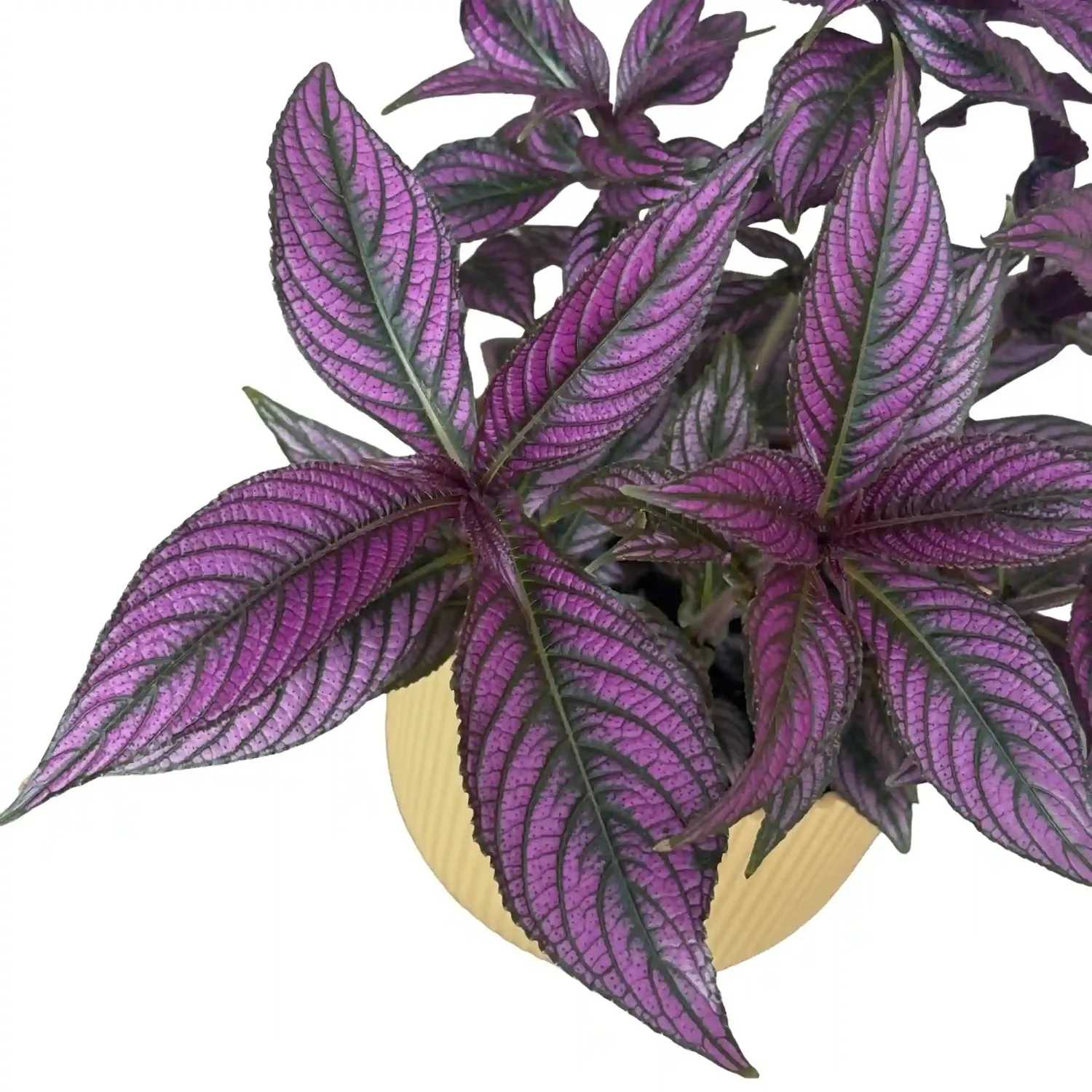 Plant and Stories Strobilanthes Dyerianus Bouclier Persan plante pot 12cm