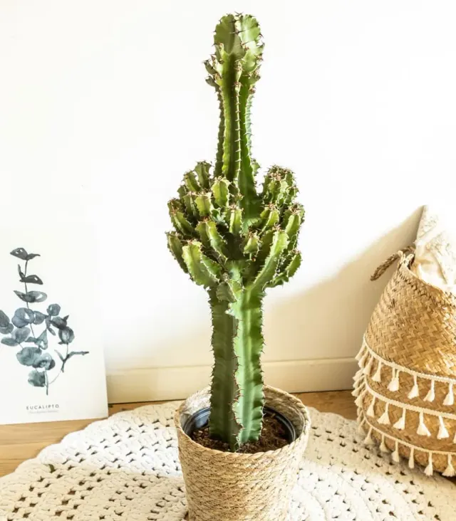 Réconciliation Végétale Léon cactus Euphorbe plante succulente facile