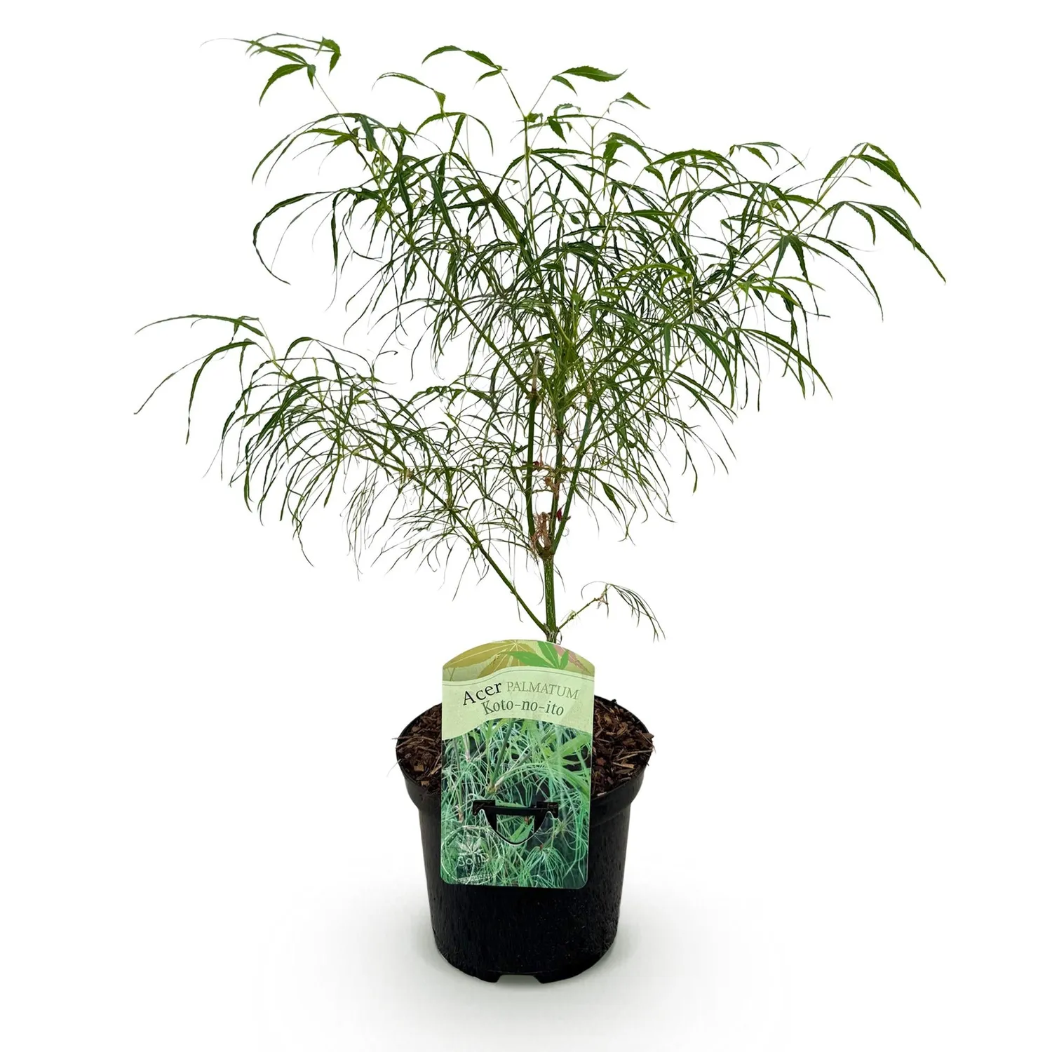 Plant and Stories Acer Koto-no-ito érable japonais pot 19 cm 70 cm