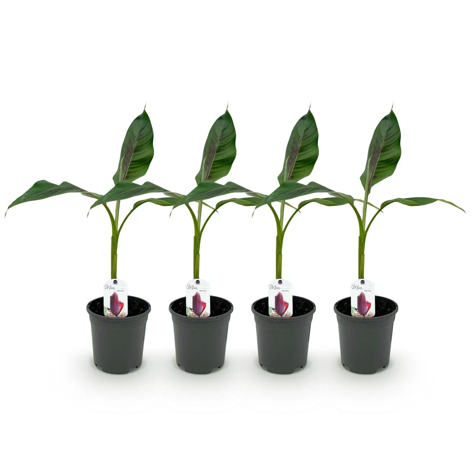 Plant and Stories Musa Red Tiger bananier pot 17 cm feuillage pourpre