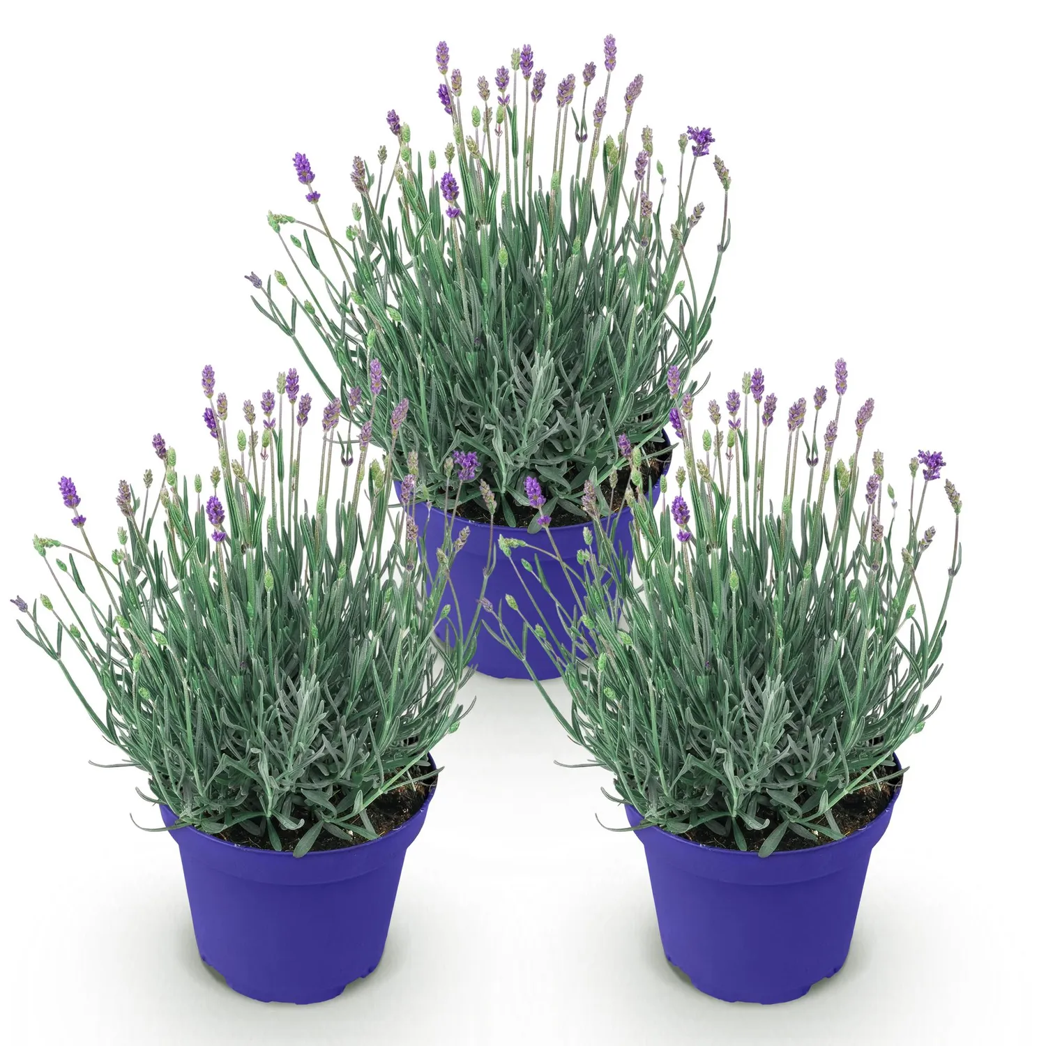 Plant and Stories Hidcote lavande pot 12 cm 1 plant rustique
