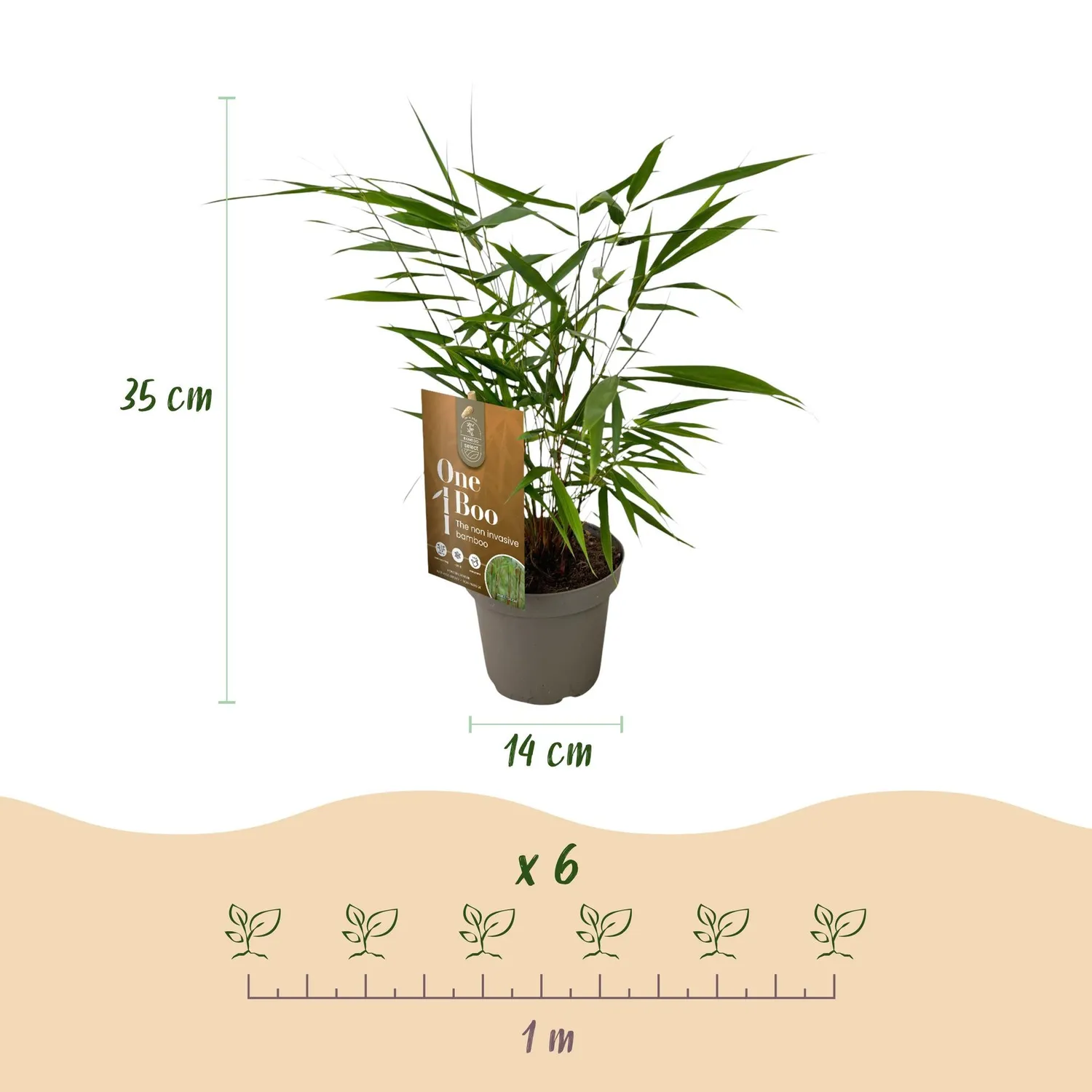 Plant and Stories Fargesia Asian Wonder bambou 2 plants non traçant