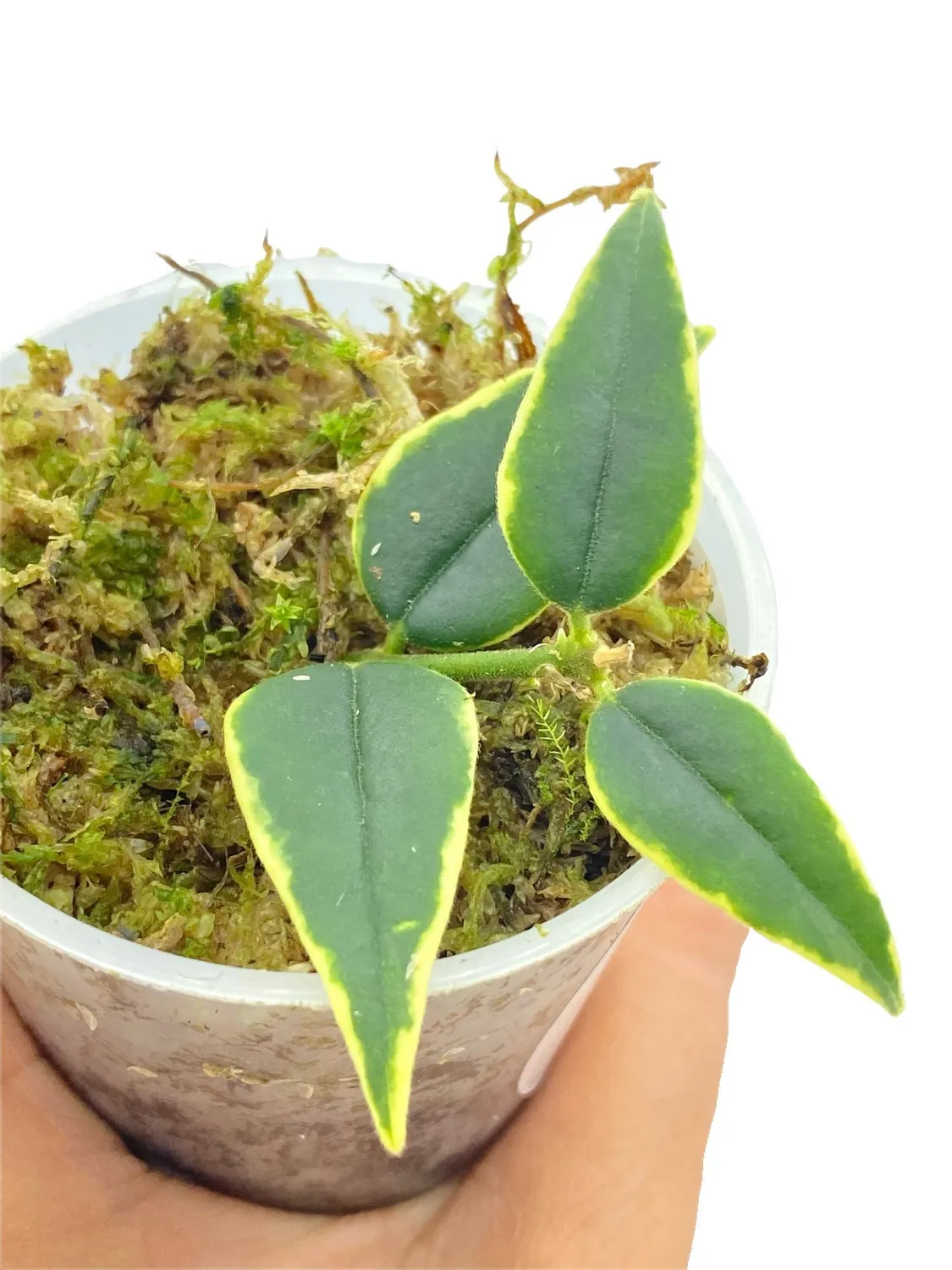 Plant and Stories Bella Variegata hoya 8 cm panaché