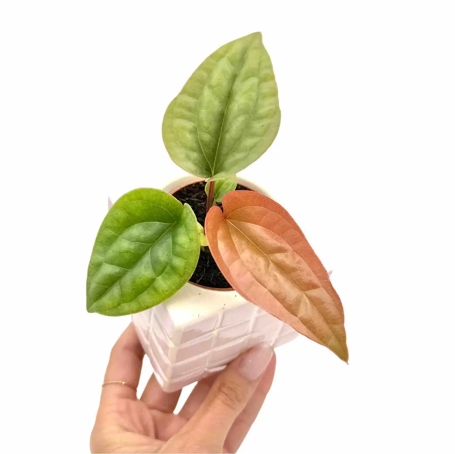 Plant and Stories Anthurium Radicans x Luxurians plante pot 6 cm