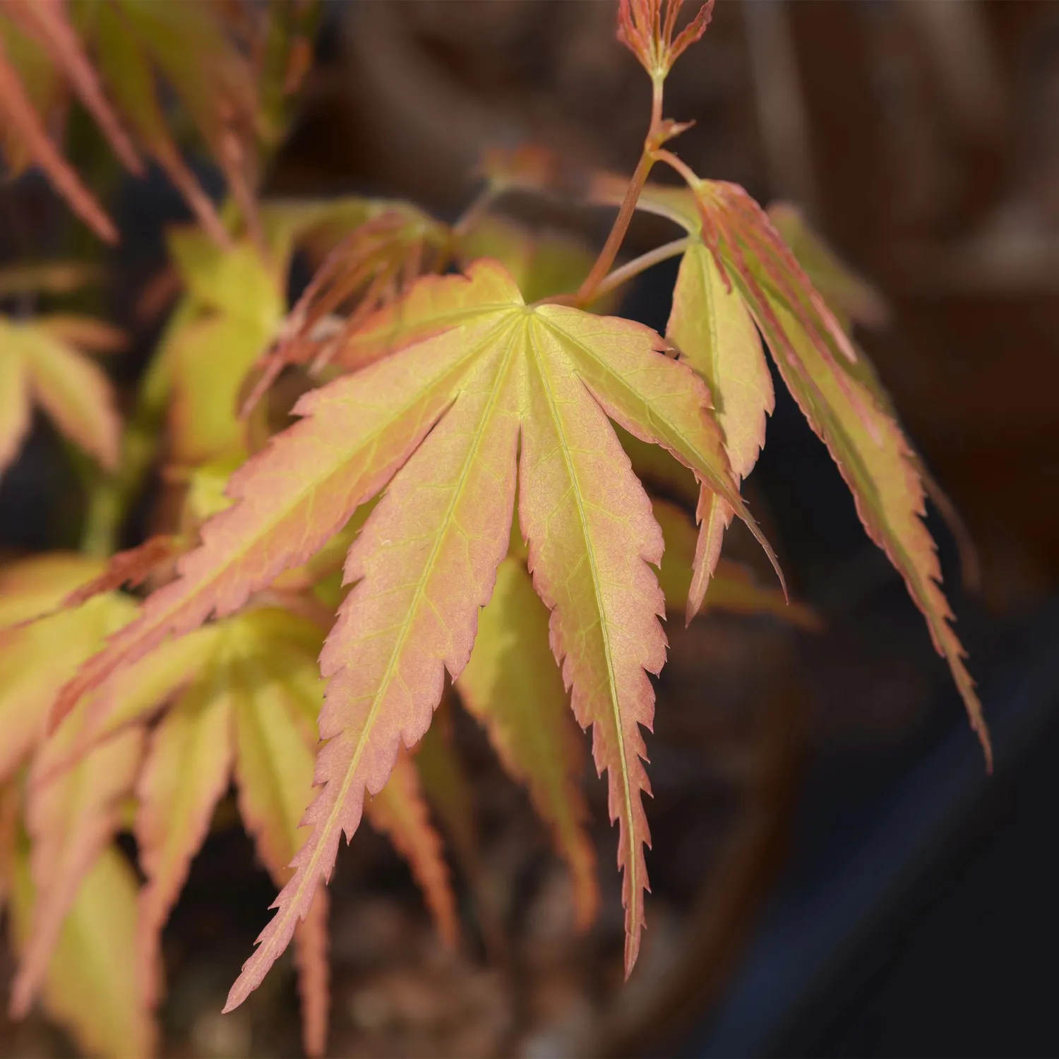 Plant and Stories Acer Katsura érable pot 19 cm flamboyant