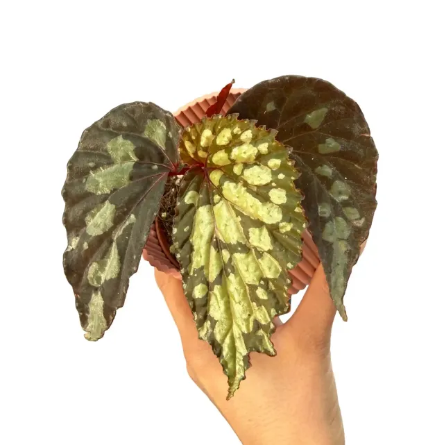Plant and Stories bégonia Lucifer pot 8 cm fleurs rouge feu