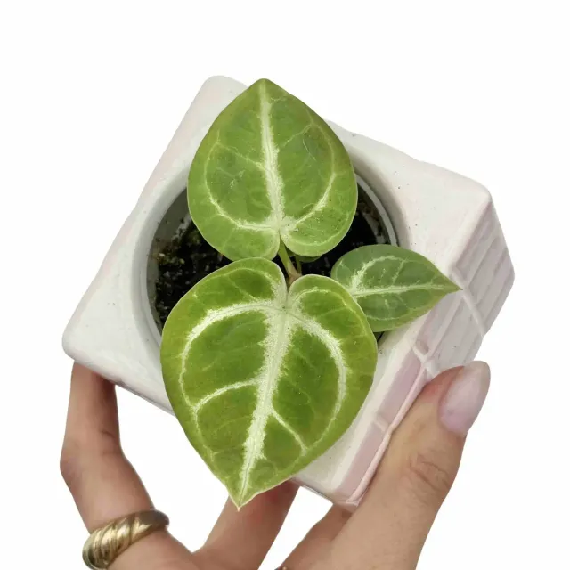 Plant and Stories Anthurium Dorayaki plante 6 cm ronde
