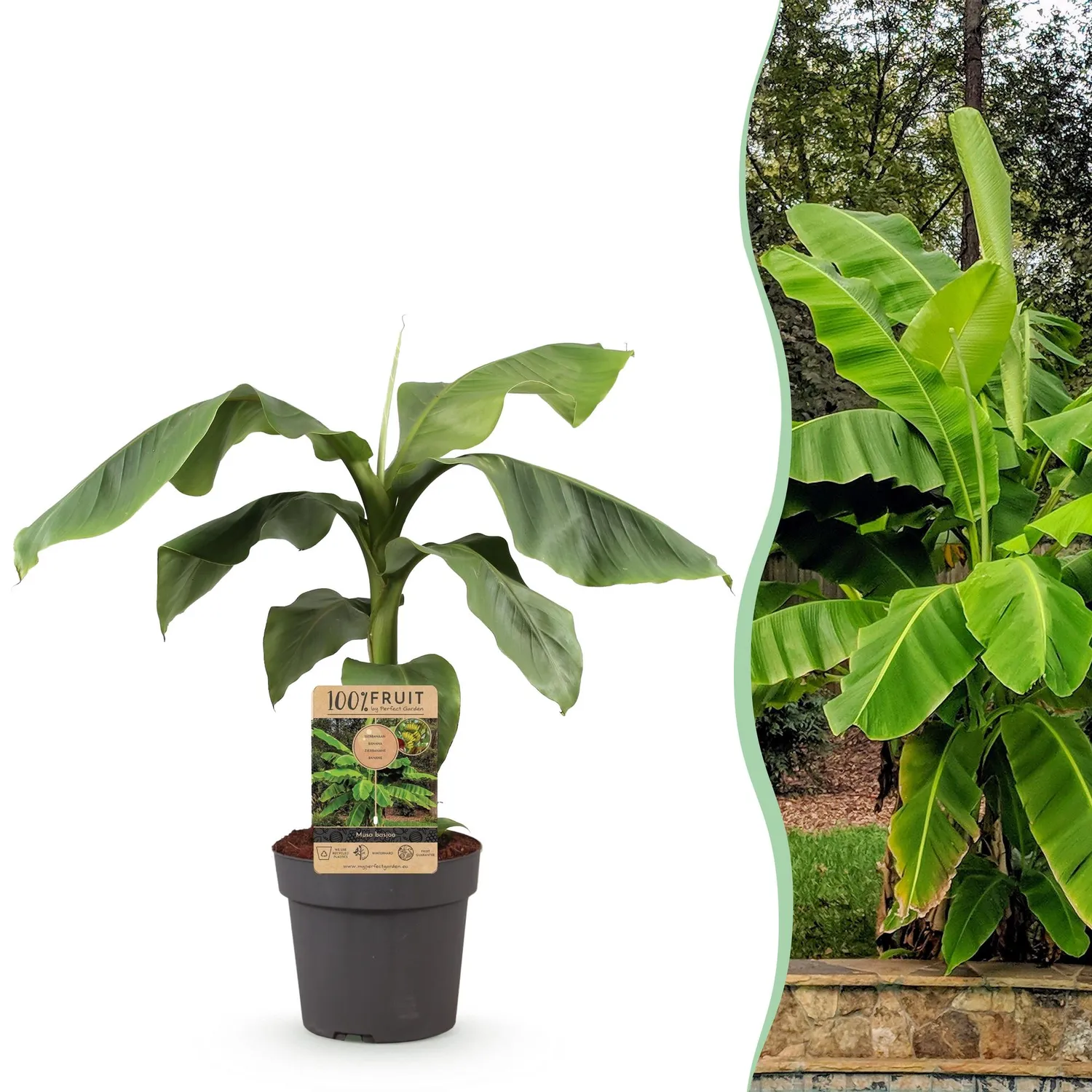 Plant and Stories Musa Basjoo bananier pot 21 cm rustique