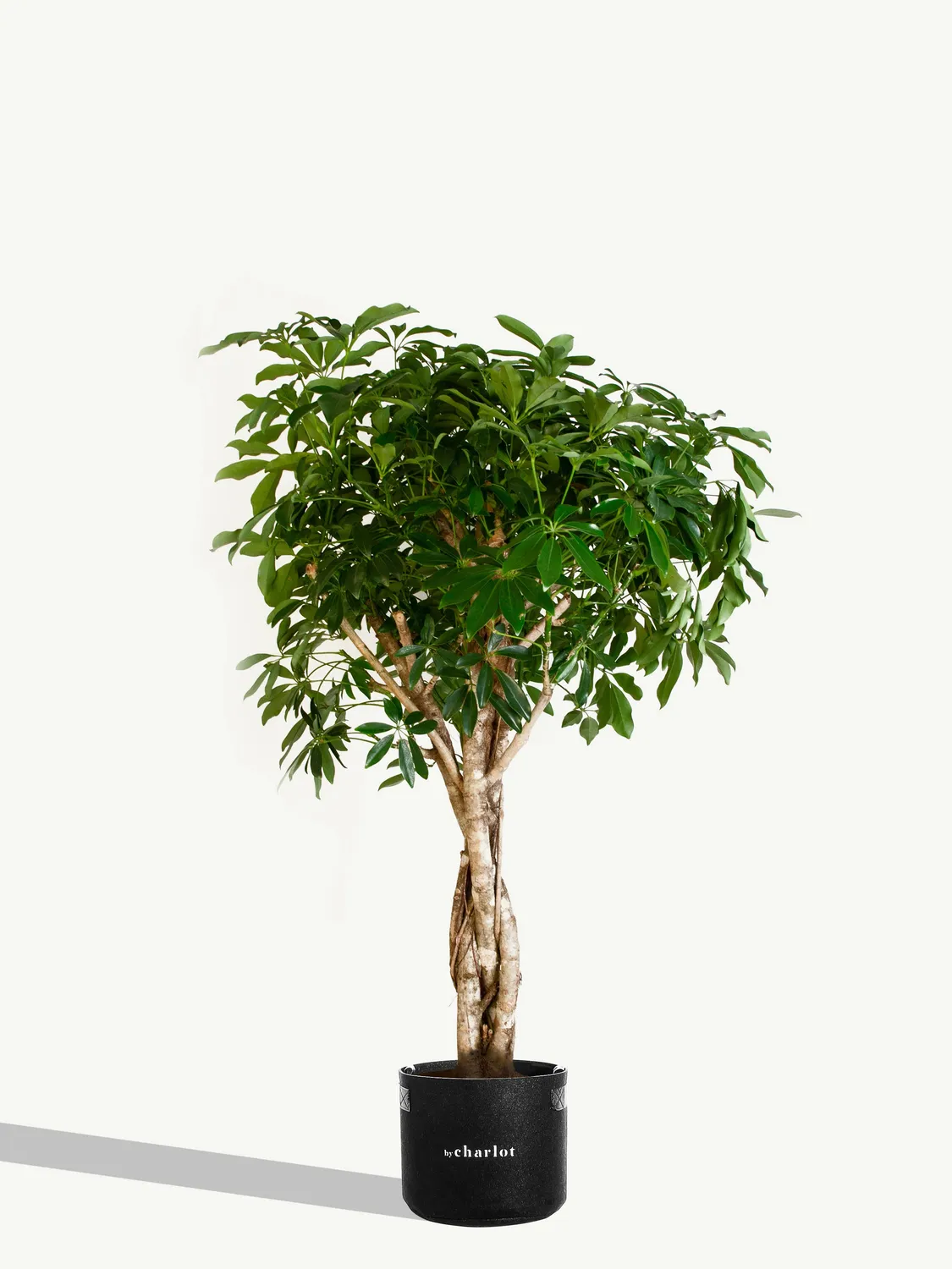 By Charlot La Pétillante recharge schefflera 110-130 cm