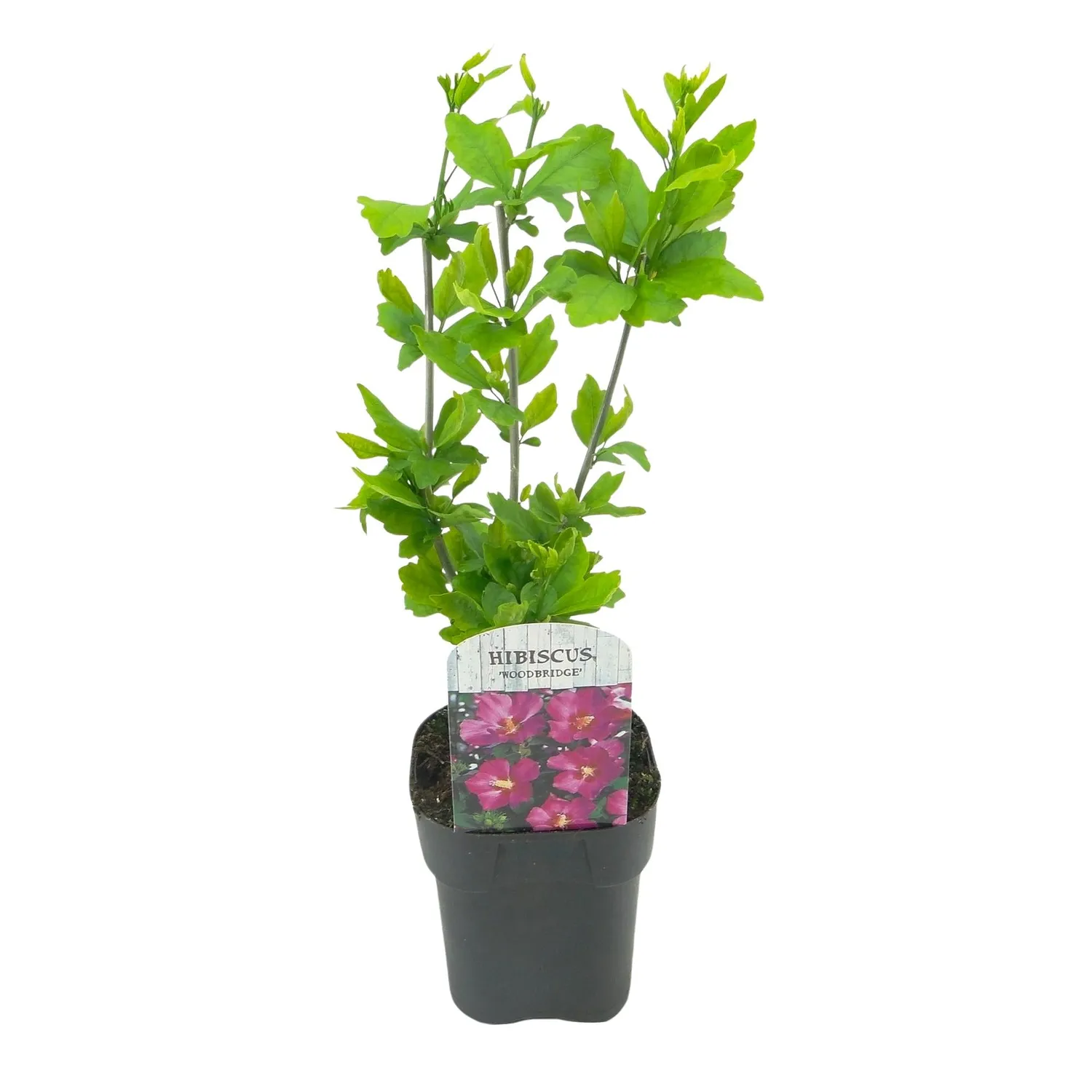 Plant and Stories Woodbridge hibiscus 1 plant pot 17 cm