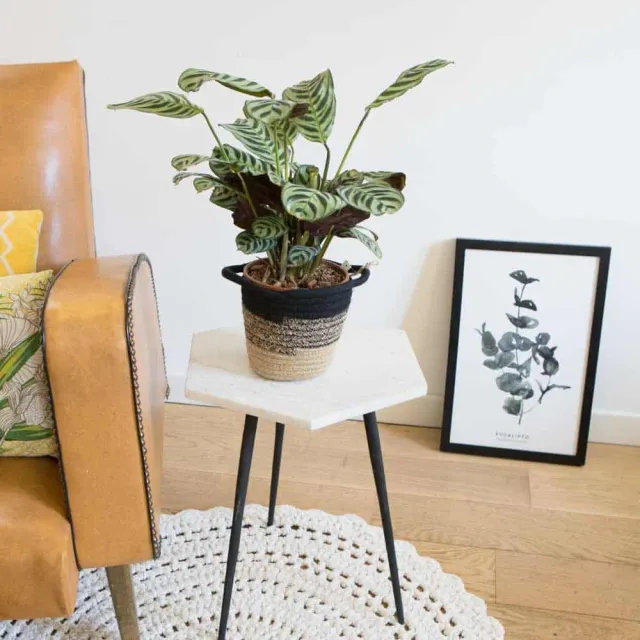 Réconciliation Végétale Chloe calathea amabilis plante prière