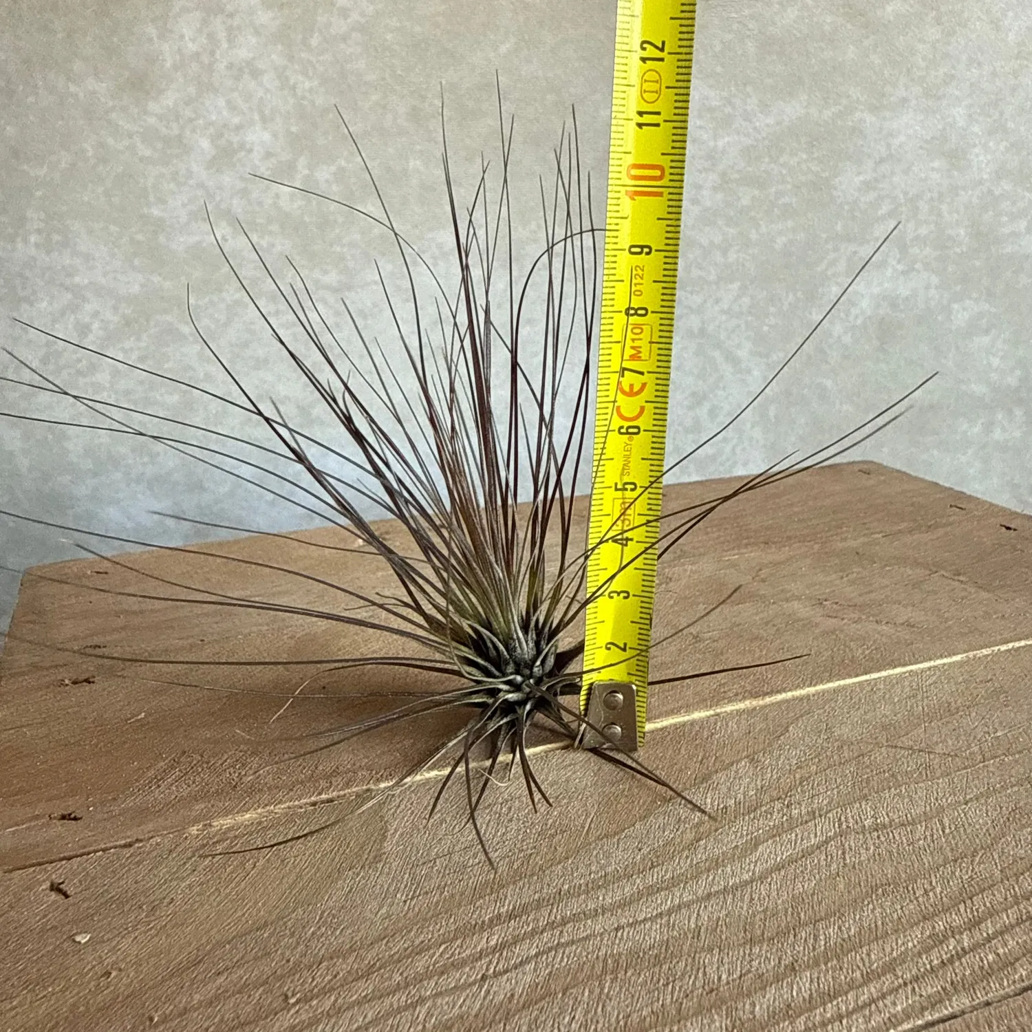 Airplantshop Tillandsia filifolia plante aérienne fine 10-12 cm