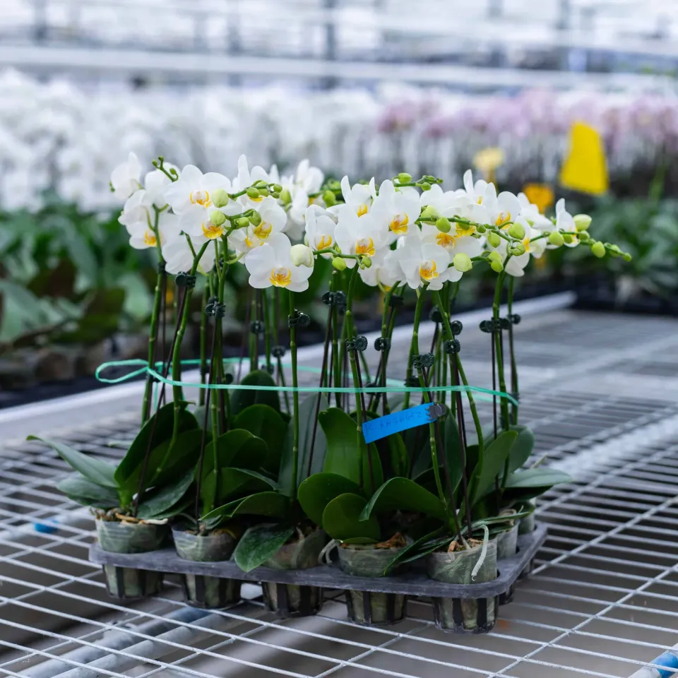 Orchidées de Prestige Brut Sauvage 1 orchidée prestige