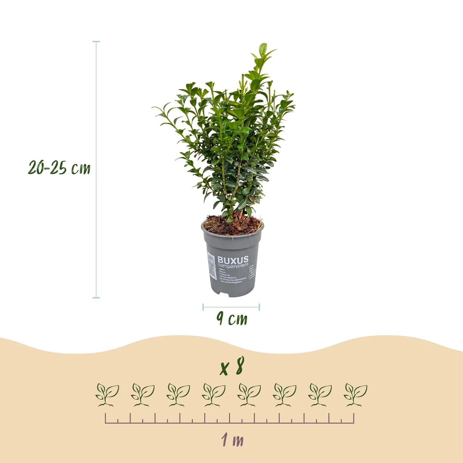 Plant and Stories Buxus buis haie 8 plants pot 9 cm