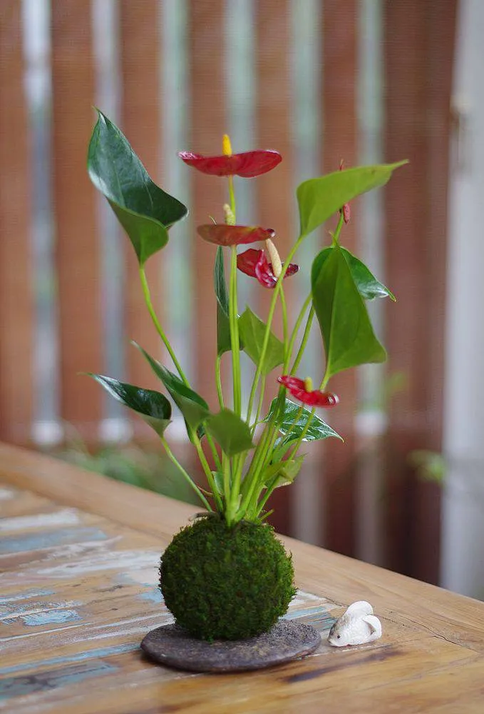 Aquaphyte Gatun Aka Ichi kokedama anthurium rouge fleuri