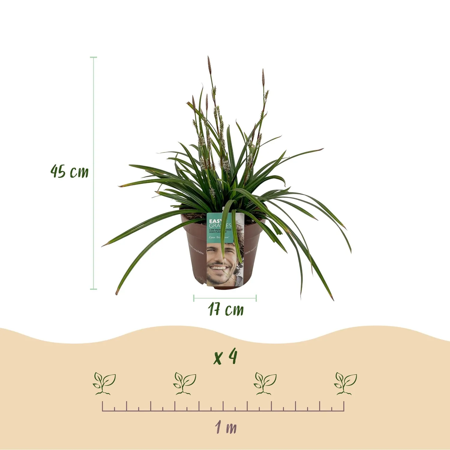 Plant and Stories Carex Irish Green graminée pot 17 cm 1 plant ombre