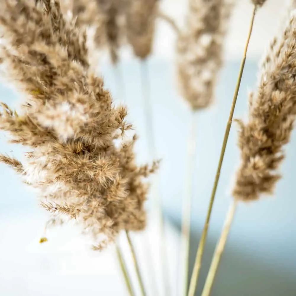 Réconciliation Végétale Plumeau de Provence botte fleurs séchées 10 tiges naturel