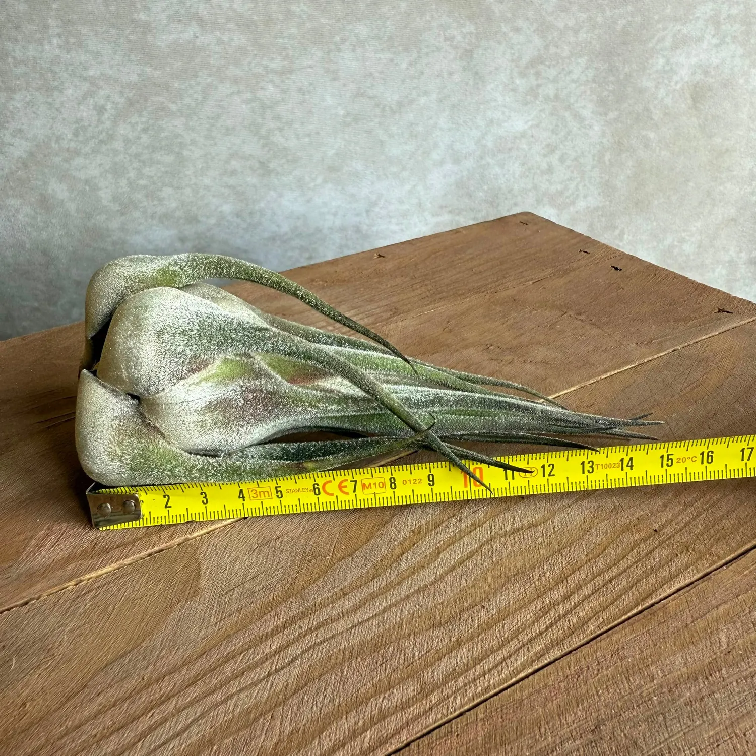 Airplantshop Seleriana XL plante aérienne 14cm