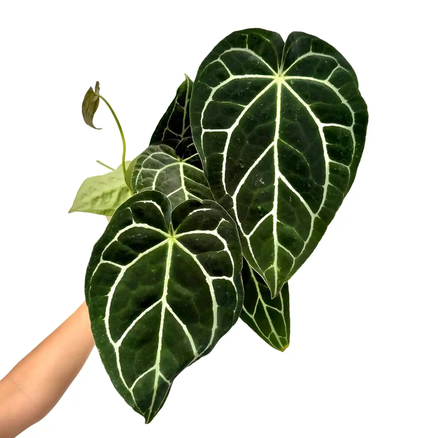 Plant and Stories Crystallinum anthurium pot 6 cm velours