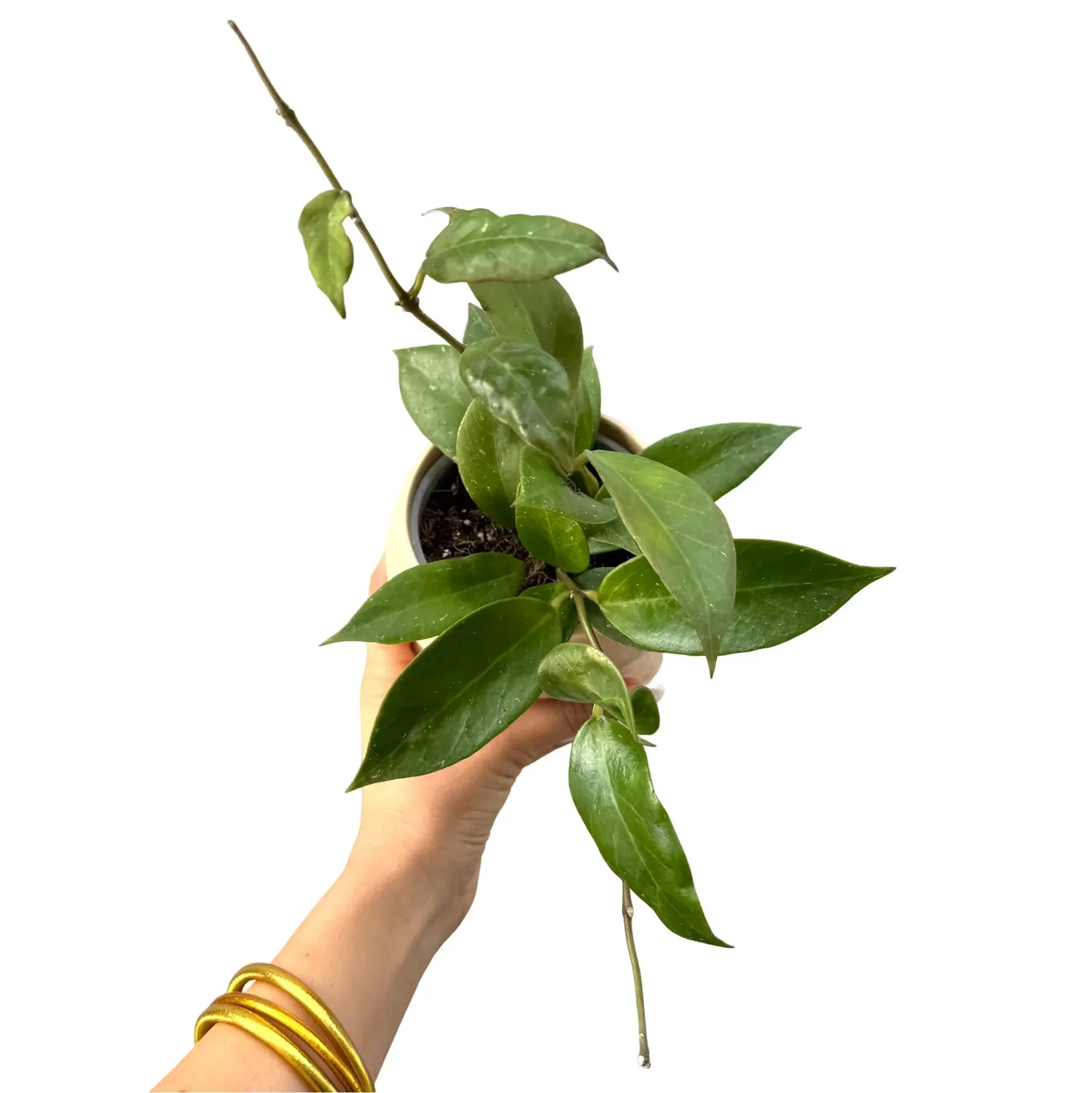 Plant and Stories Hoya Sunrise plante pot 6 cm feuilles soleil