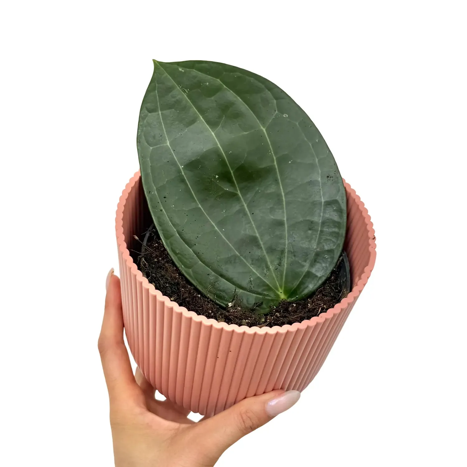 Plant and Stories Hoya Latifolia plante grimpante pot 12cm