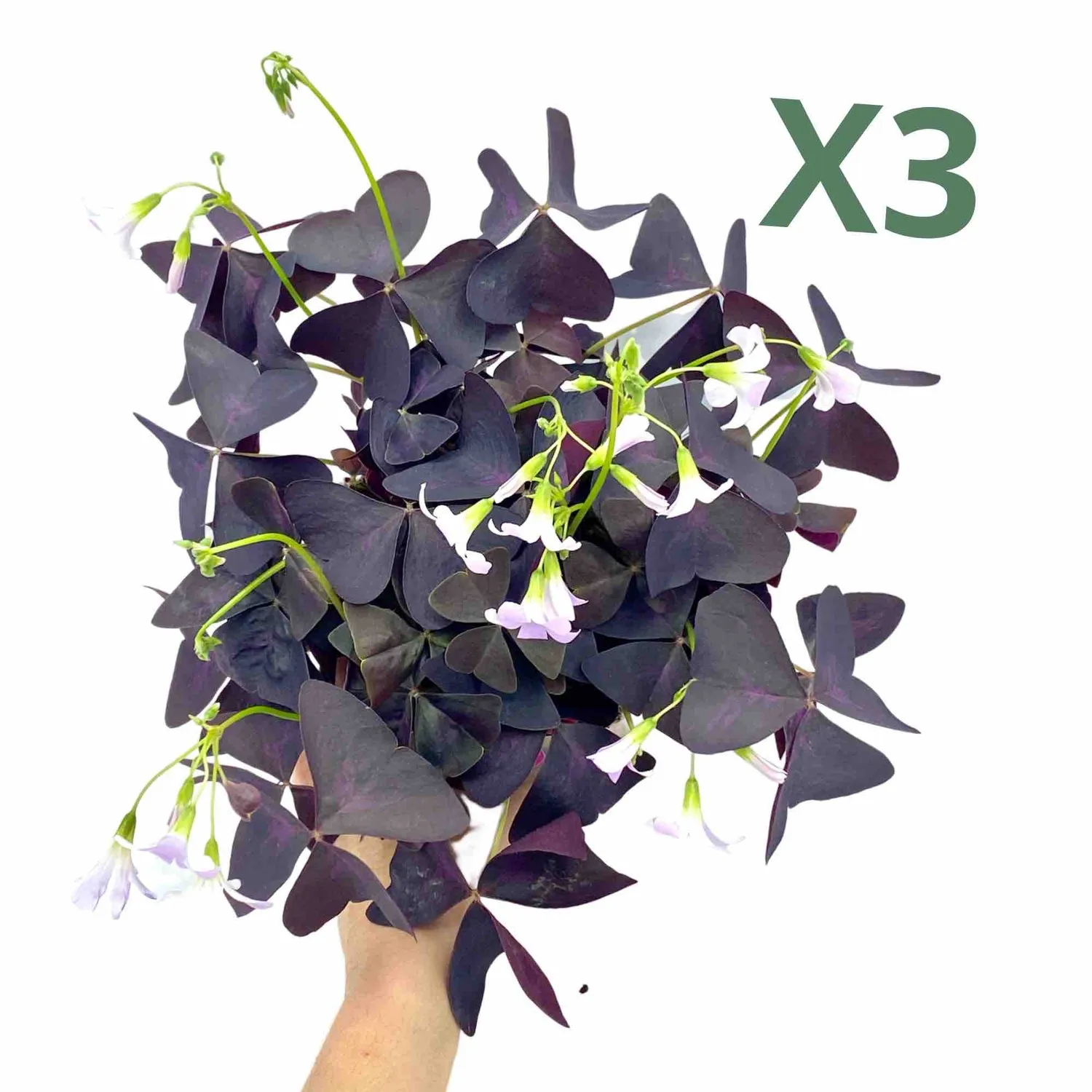 Plant and Stories Triangularis oxalis lot 3 pot 12 cm