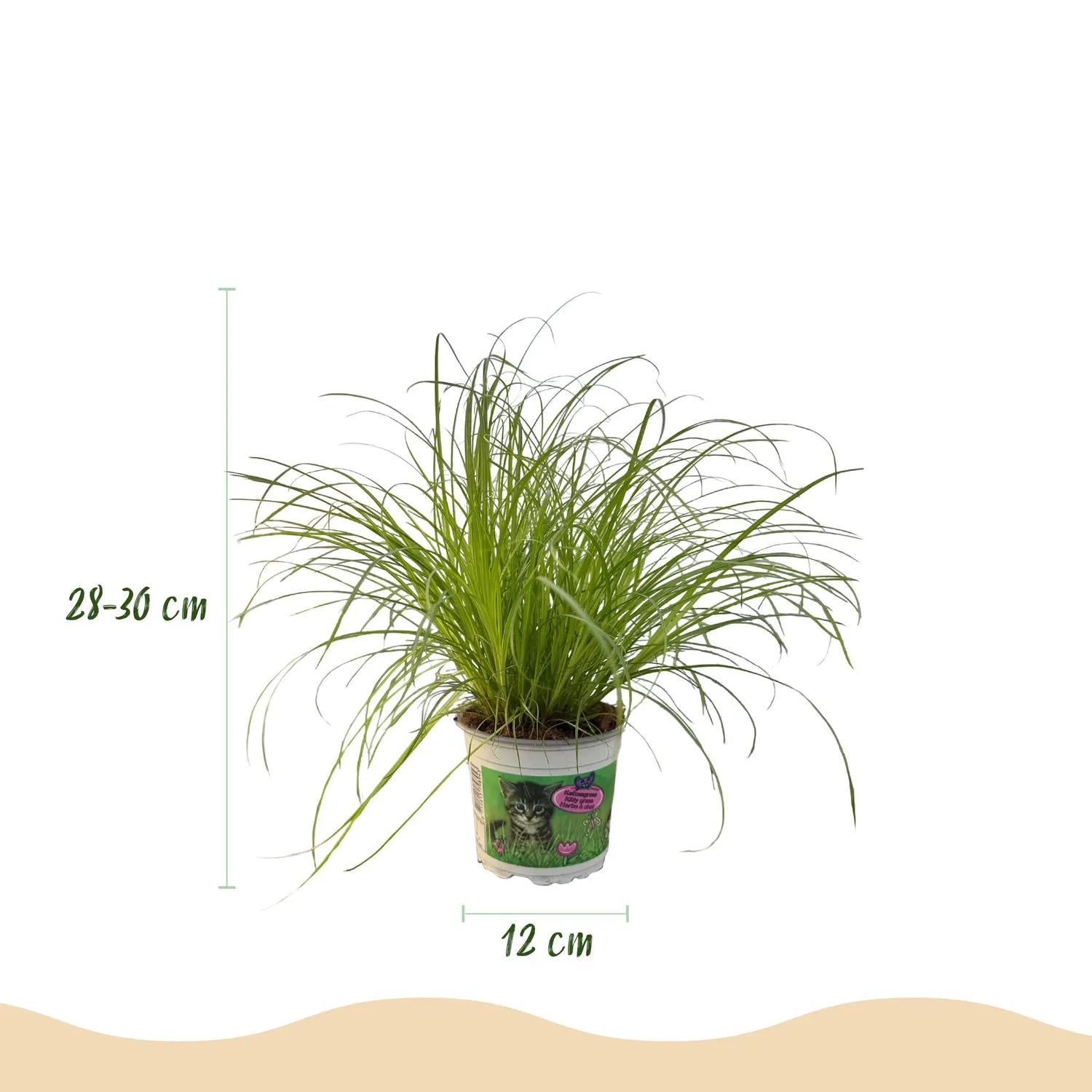 Plant and Stories Cyperus Zumula herbe à chat 12 cm