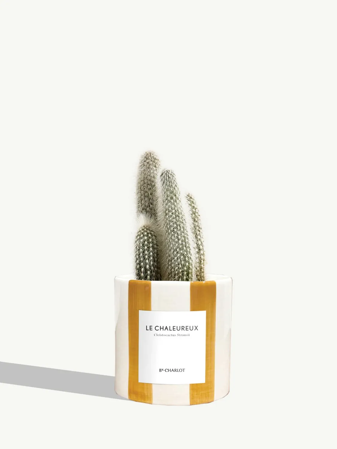 By Charlot Le Chaleureux cactus cierge pot 10 cm
