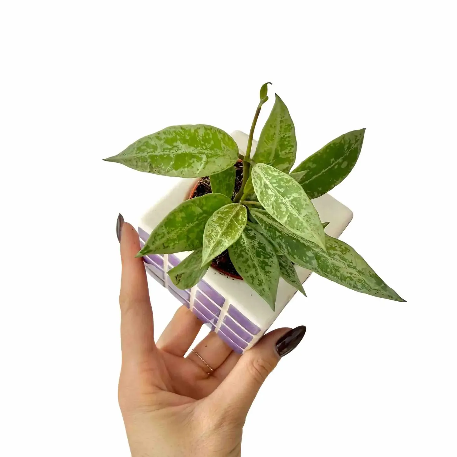 Plant and Stories Snow Leopard hoya lacunosa plante pot 6 cm argenté
