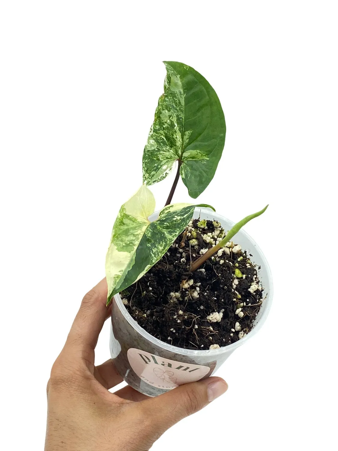 Plant and Stories Syngonium Albo Variegata plante d’intérieur pot 6 cm blanc