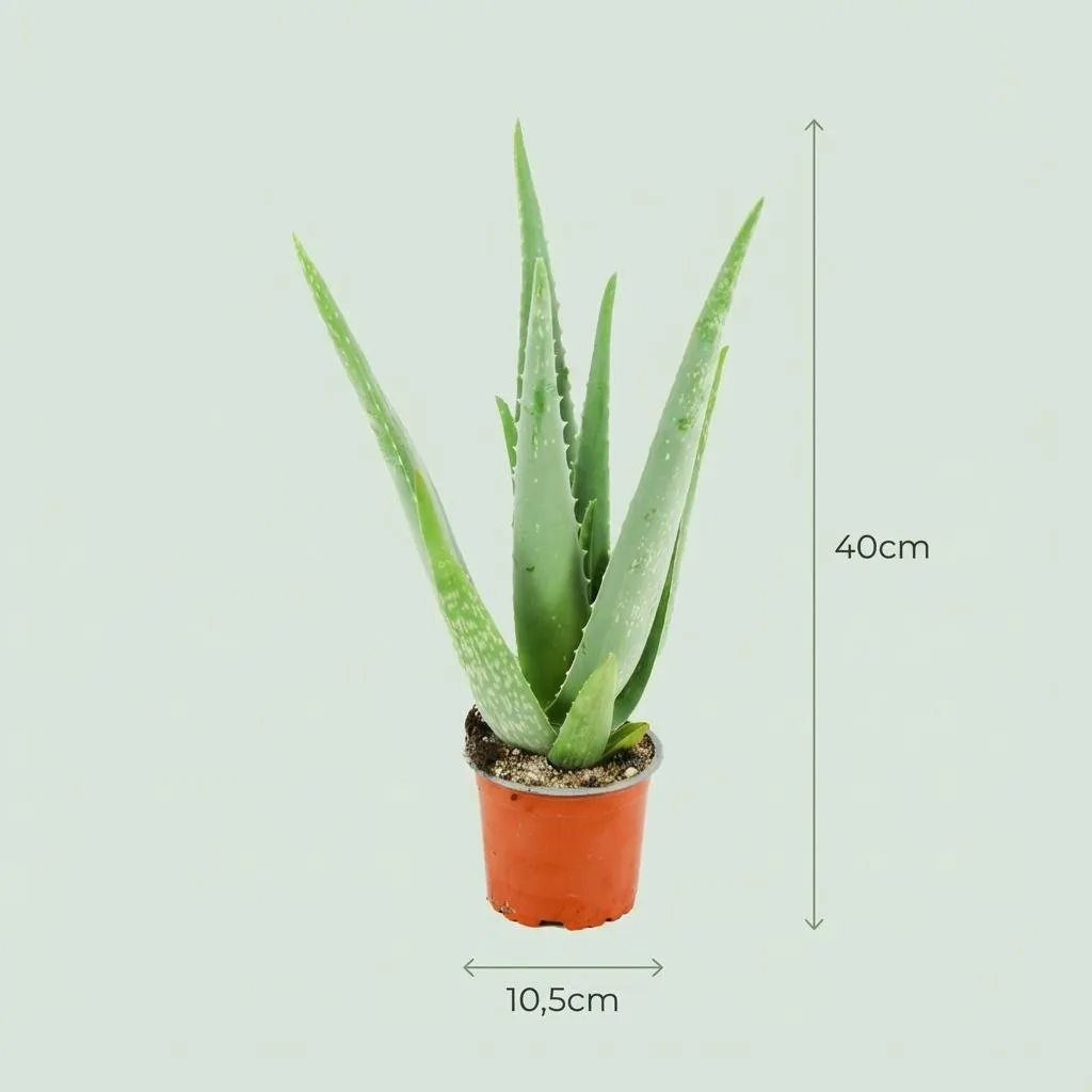 Plant and Stories Aloe Vera plante succulente pot 10 cm 35-40 cm