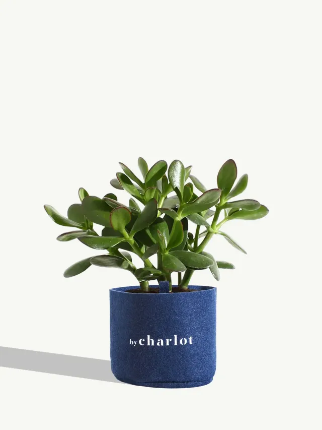 By Charlot La Délicate recharge succulente S crassula