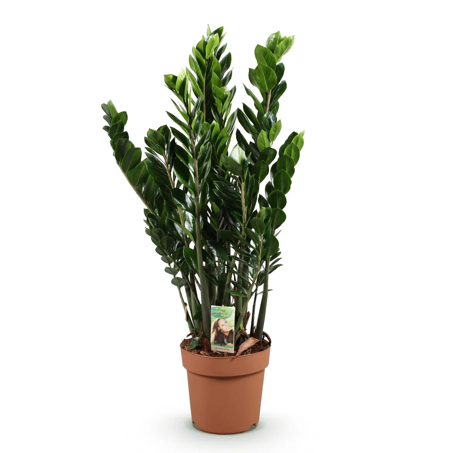 Plant and Stories Zamioculcas ZZ plante verte pot 17 cm