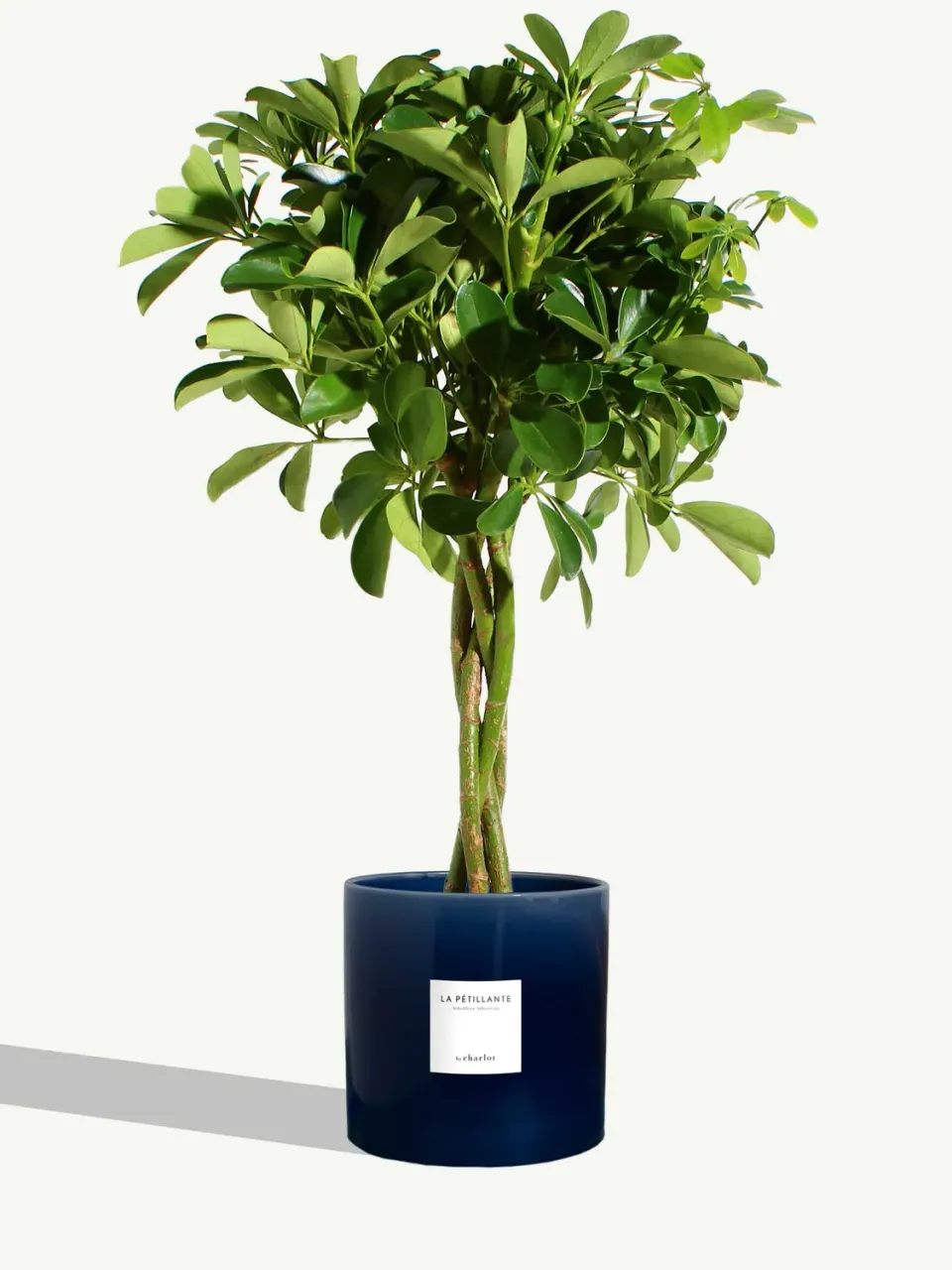 By Charlot La Pétillante plante très grande bleu abysse