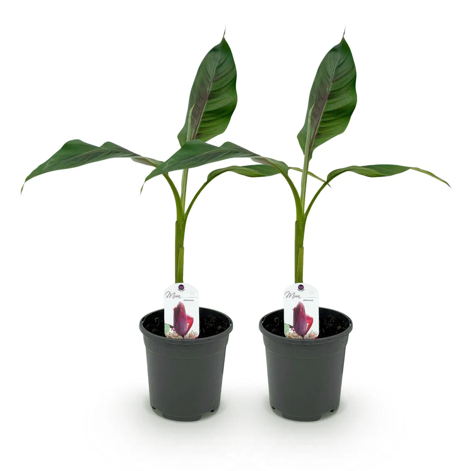 Plant and Stories Musa Red Tiger bananier pot 17 cm feuillage pourpre