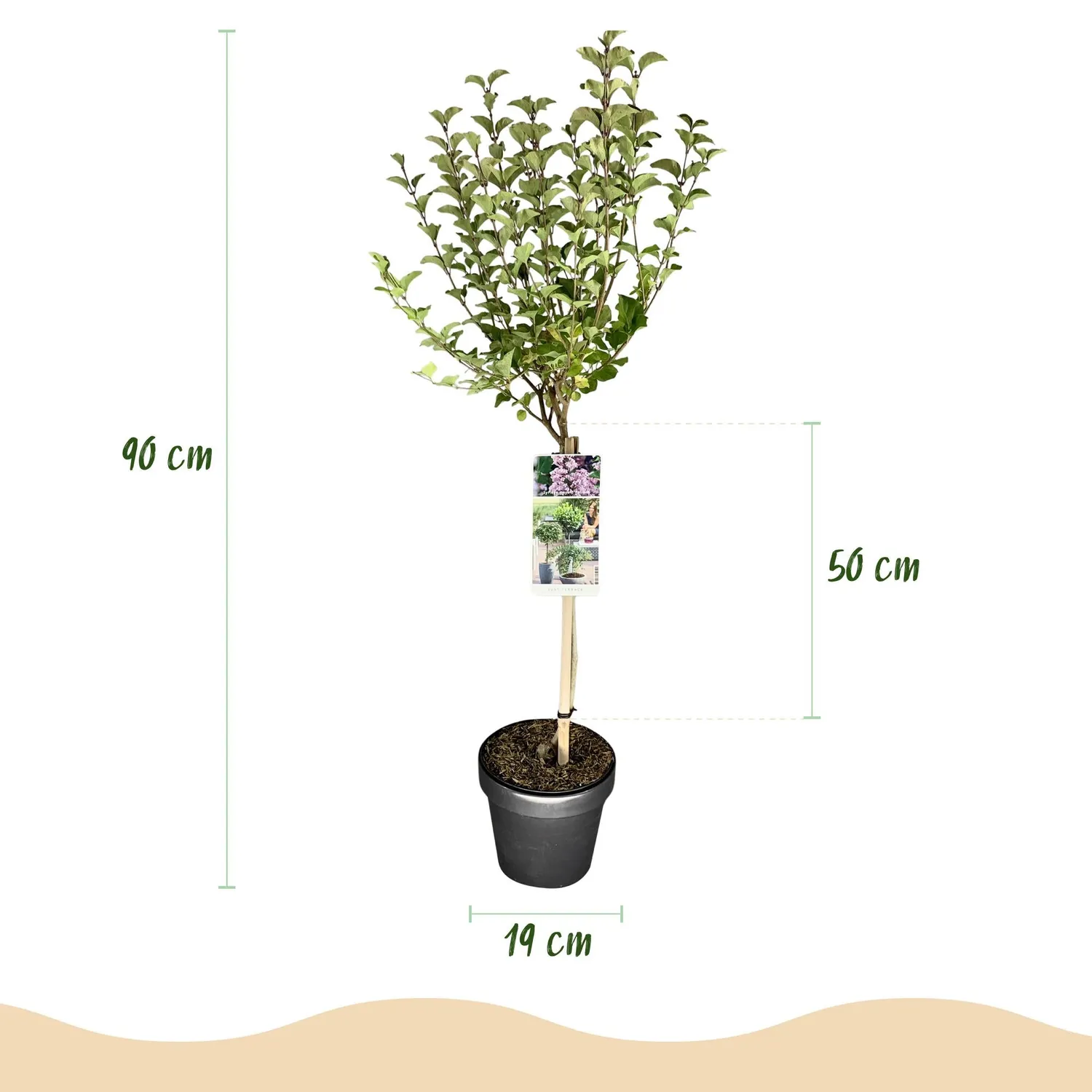 Plant and Stories Lilas de Meyer Palibin arbuste pot 19 cm parfumé