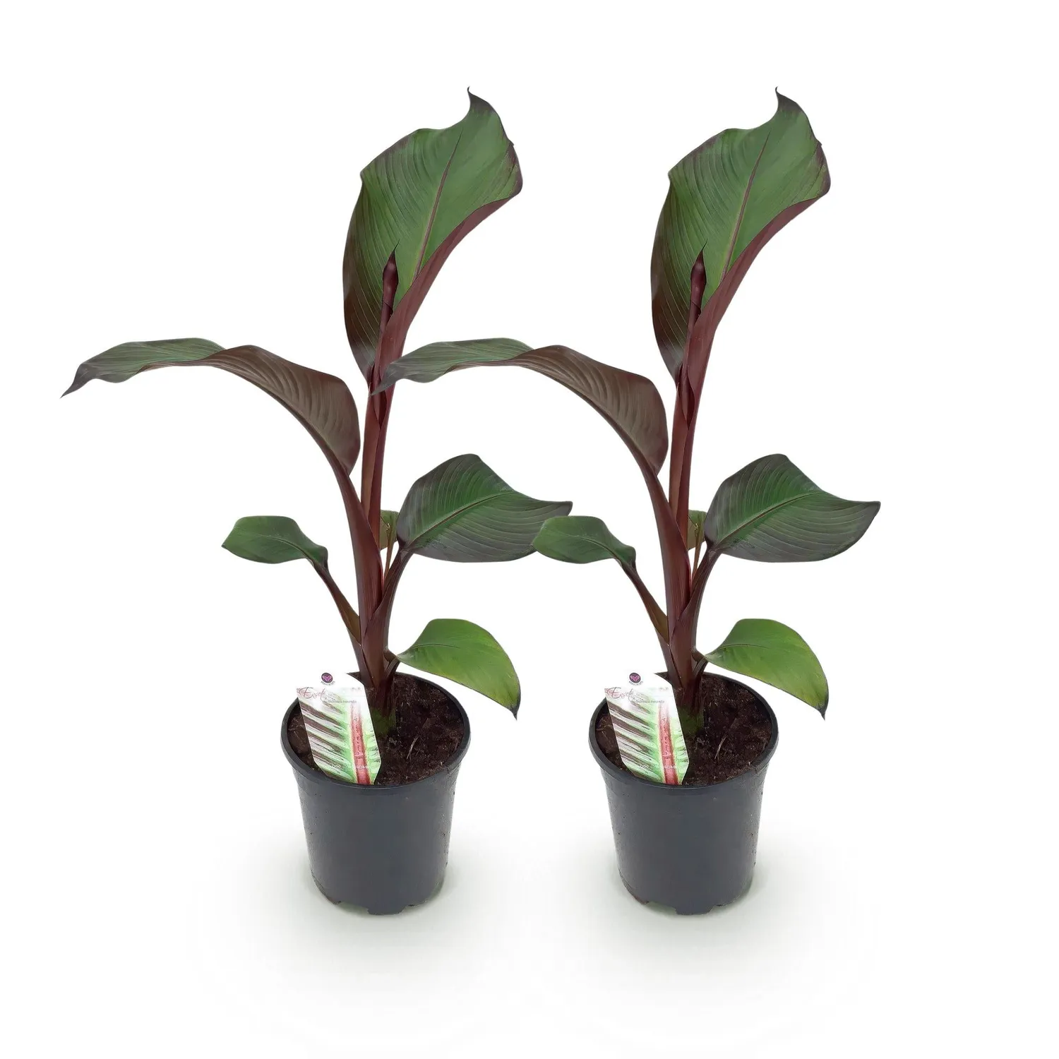 Plant and Stories Maurelii bananier rouge 2 plants pot 17 cm