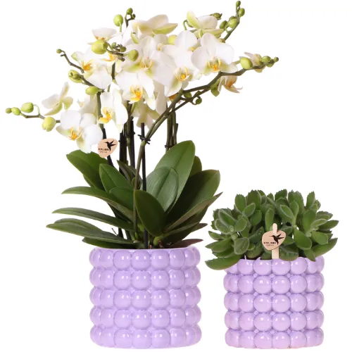 Plant and Stories Lausanne orchidée phalaenopsis blanche coffret pot 12cm